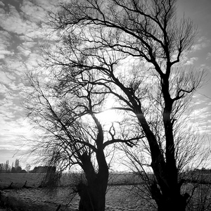 Arbres au bord d'un ruisseau en hiver en noir et blanc - Belgique  - collection de photos clin d'oeil, catégorie paysages